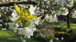 fleurs de cerisier