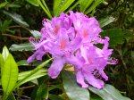 Rhodo d'Irlande