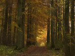 Chemin d’automne